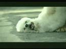 Funny Commercial - Heart Broken Dog