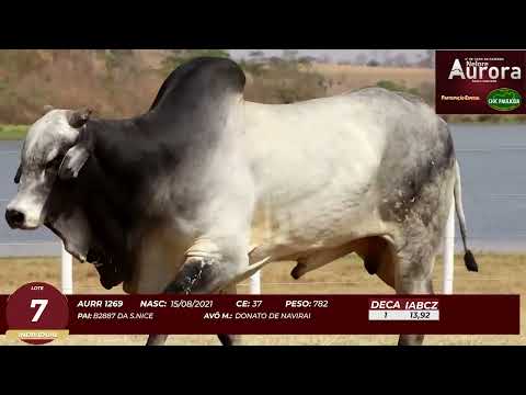 4� De Olho na Fazenda - NELORE AURORA participa��o Chico Paulic�ia