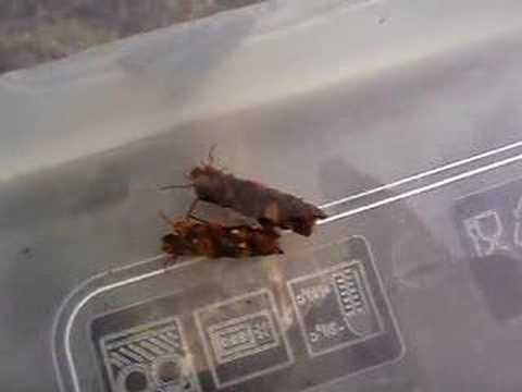 CADDIS FLY LARVAE (x2)