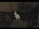 Dancing Cockatoo