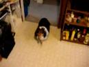 My Dog Audi