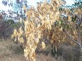 Rain Stick tree, Puerto Rico