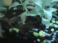 videos de freshwater fish and frogs eating black worms
