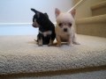 Teacup Chihuahua Puppies for Sale - YouTube