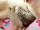 Aaralyn Burmillas - Columbine kittens 26 May 2008