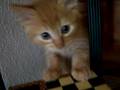 Chaton Foufou3