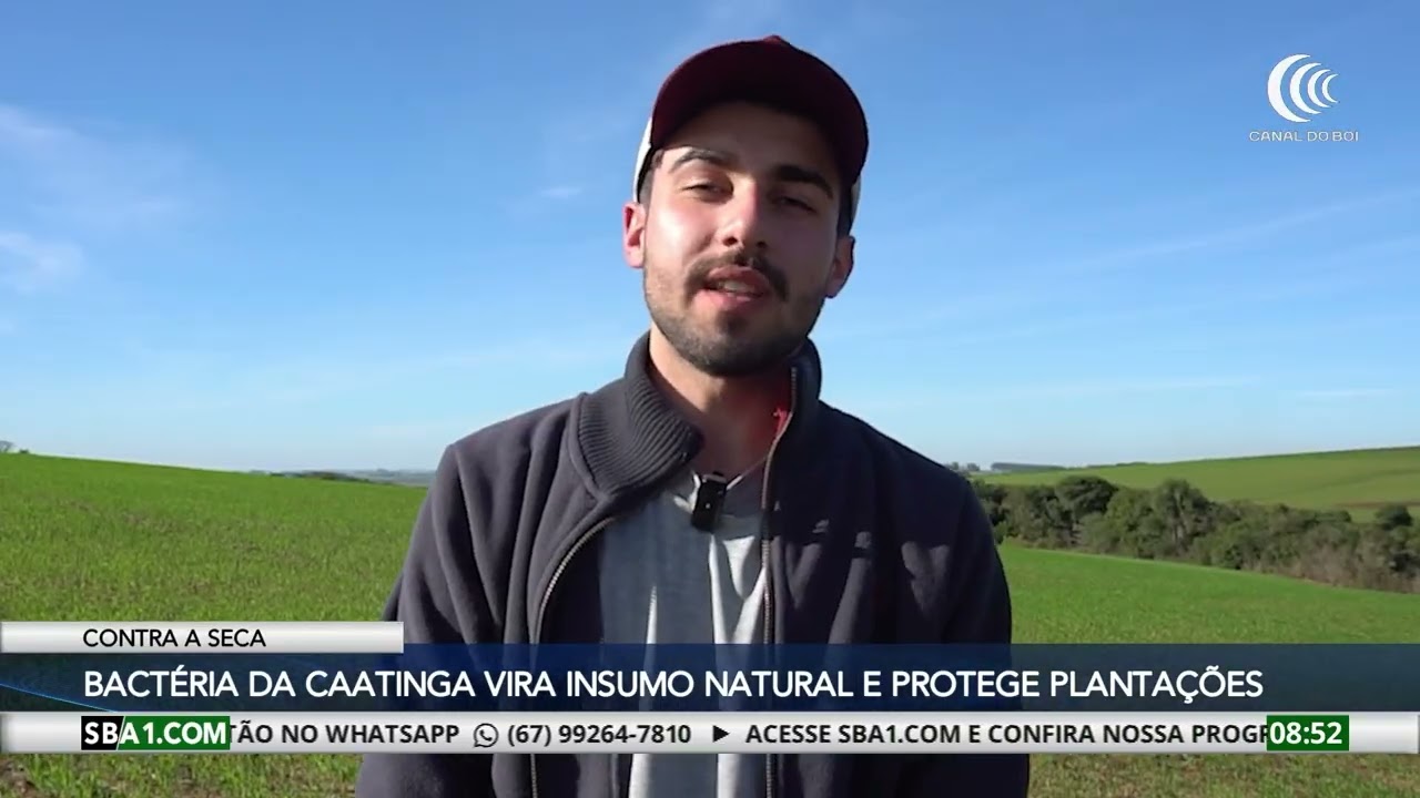 Bactéria da Caatinga vira insumo natural para proteger plantação da seca