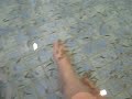 Dr. Fish Pedicure - Alexandria, Va. video 1 INTRO
