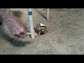 Turtle Agility