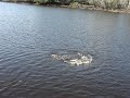 Rodrigo catching an 18 pounder peacock bass. Barcelos-