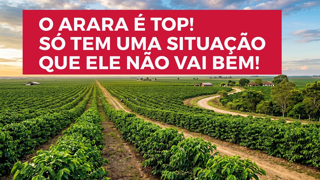 O ARARA é o QUERIDINHO do BRINATE, mas tem um lugar que ele não funciona!