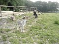 Saarlooswolfhunde Heulvideo Mai 2007