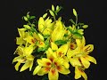 Time-Lapse Blooming of Day Lilies