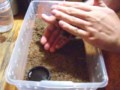 Brachypelma smithi Escape! Brachypelma smithi Escape!