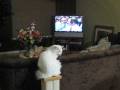 Dickie V & Duke annoy cat
