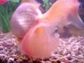 Lazareth's New Fish Tank