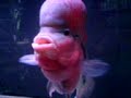 The Brainfish  :)
