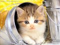 laura pausini cani e gatti laura pausini cani e gatti