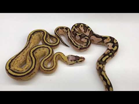 YouTube reptile video