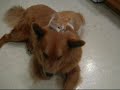 かわいい犬動画