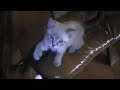 musha the crazy cat