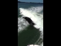 Dolphins Jumping