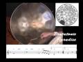 DVD - 45 minute instructional video on how to play the steel drum. Comes with a companion booklet with play along sheet music, and topics from the video. Hosted by David Beery of Smarty Pans. Visit us for more details: www.smartypansmusic.com