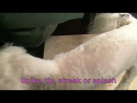 how to whiten dog fur