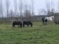 Kuddegedrag 2