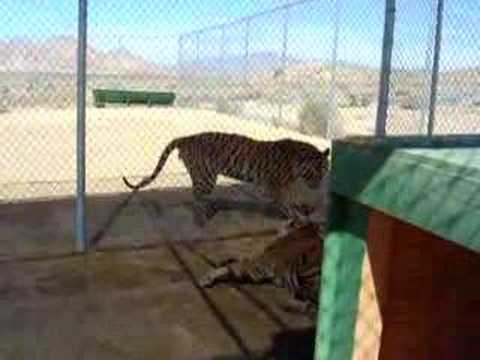 TIGER GROWL