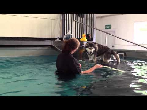 siberian husky
