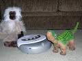 Got Pleo