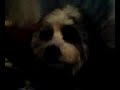 Atomic Blast on Casey the dog