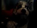 Atomic Blast on Casey the dog