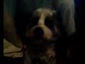 Atomic Blast on Casey the dog