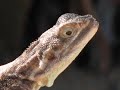 Lizards - Prehistoric Faces