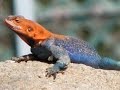 Lizards - Prehistoric Faces