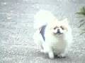 My cute little dog