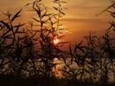 song by mark knopfler/dire straits. it's just about the song, i added some sunset pictures to illustrate it.