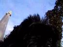 black dog 1