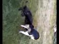 Puppies playing--no wagering, Mr. Vick!