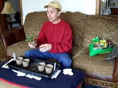 how to replant tomato seeds
