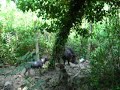 addestramento su cinghiale 4 addestramento su cinghiale 4