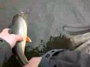 fluefiske fluefiske
