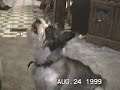Cachorros Falantes