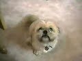 Cachorros Falantes