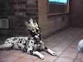 cachorros-falantes