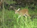 Myakka State Park Wildlife (original music) Bill McLees