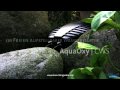 Video ansehen