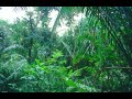 Tropical Rainforest - 3D-Sound [HQ]
